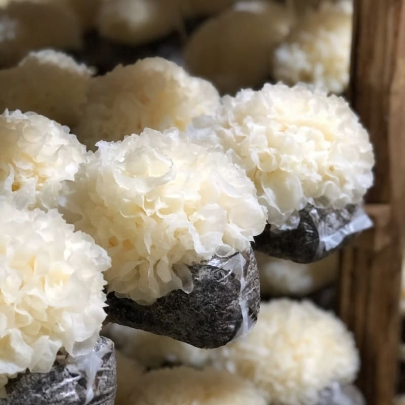 White Mu Er Mushroom Snow Fungus 50g