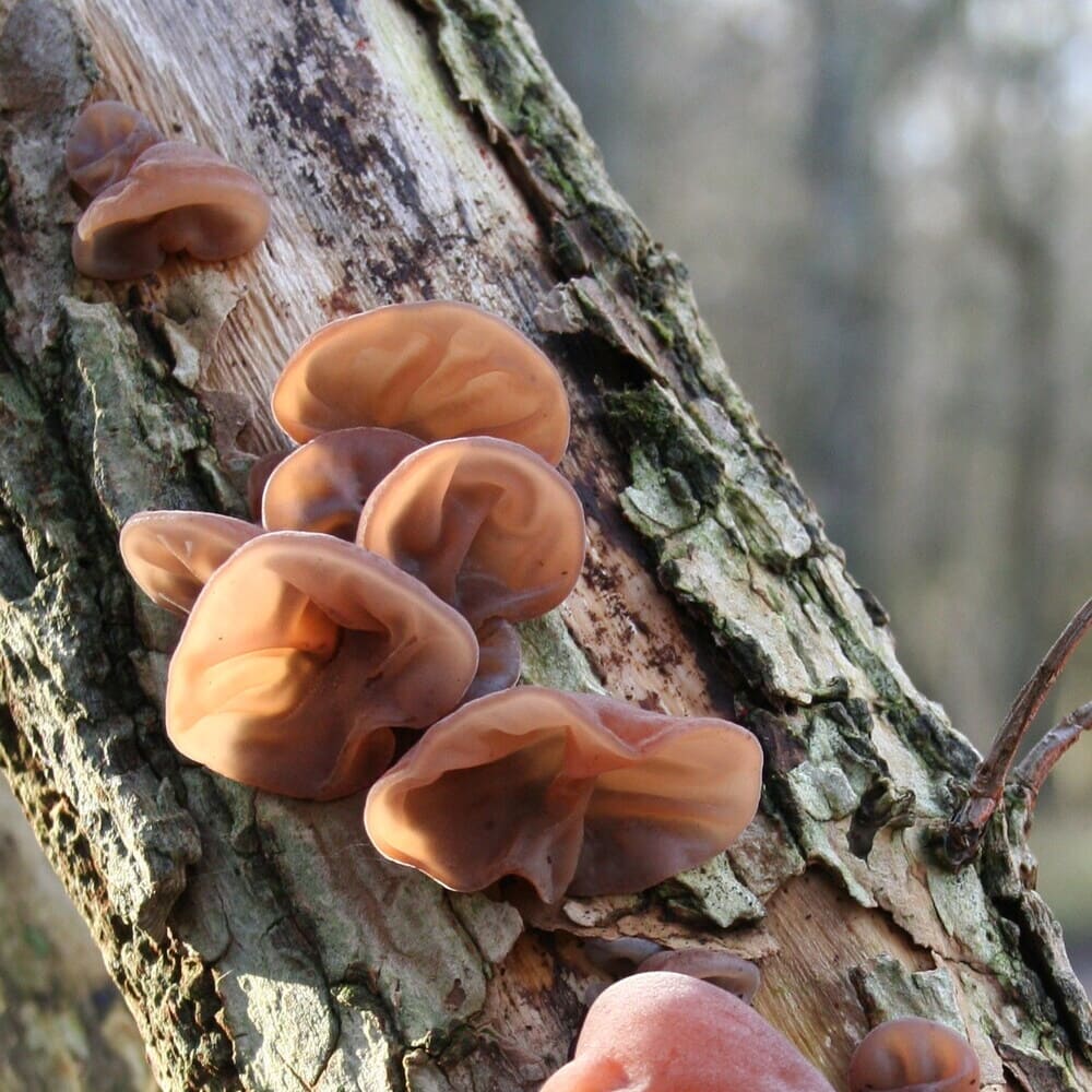Dried Black Wood Ear Mushroom (Mu Er) 80g